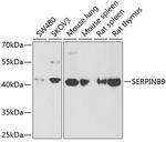 SERPINB9 Antibody in Western Blot (WB)