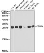 TIMP4 Antibody in Western Blot (WB)