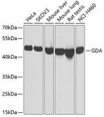 GDA Antibody in Western Blot (WB)