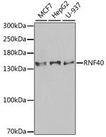 RNF40 Antibody in Western Blot (WB)