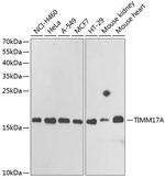 TIM17 Antibody in Western Blot (WB)