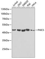 PAICS Antibody in Western Blot (WB)