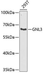 Nucleostemin Antibody in Western Blot (WB)