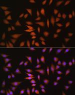 NRBF2 Antibody in Immunocytochemistry (ICC/IF)