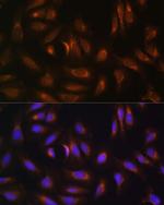 NRBF2 Antibody in Immunocytochemistry (ICC/IF)