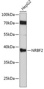 NRBF2 Antibody in Western Blot (WB)