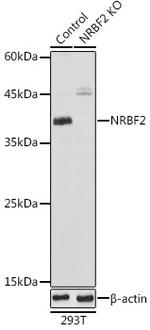 NRBF2 Antibody in Western Blot (WB)