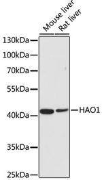 HAO1 Antibody in Western Blot (WB)