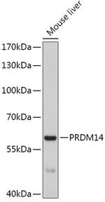 PRDM14 Antibody in Western Blot (WB)