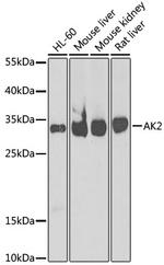 Adenylate Kinase 2 Antibody in Western Blot (WB)