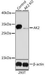 Adenylate Kinase 2 Antibody in Western Blot (WB)