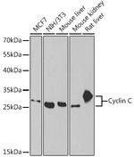 Cyclin C Antibody in Western Blot (WB)