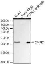 CMPK1 Antibody in Immunoprecipitation (IP)