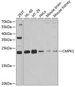 CMPK1 Antibody in Western Blot (WB)