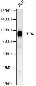 DDX1 Antibody in Western Blot (WB)