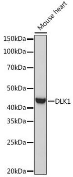 DLK1 Antibody in Western Blot (WB)