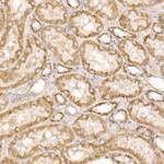 GluD2 Antibody in Immunohistochemistry (Paraffin) (IHC (P))