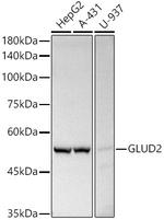 GluD2 Antibody in Western Blot (WB)