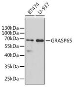 GRASP65 Antibody in Western Blot (WB)