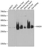 HAGH Antibody in Western Blot (WB)