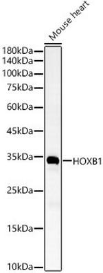 HOXB1 Antibody in Western Blot (WB)