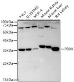 PDXK Antibody in Western Blot (WB)