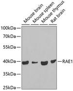 RAE1 Antibody in Western Blot (WB)