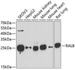 RALB Antibody in Western Blot (WB)