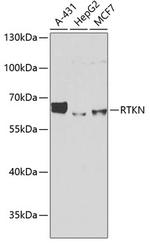 Rhotekin Antibody in Western Blot (WB)