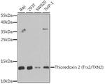 Thioredoxin 2 Antibody in Western Blot (WB)