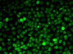 XPO5 Antibody in Immunocytochemistry (ICC/IF)