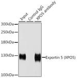 XPO5 Antibody in Immunoprecipitation (IP)