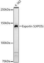 XPO5 Antibody in Western Blot (WB)