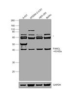 FANCL Antibody in Western Blot (WB)