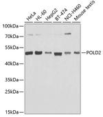 POLD2 Antibody in Western Blot (WB)