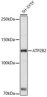 PMCA2 ATPase Antibody in Western Blot (WB)