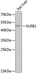 KLRB1 Antibody in Western Blot (WB)