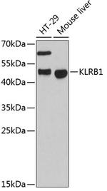 KLRB1 Antibody in Western Blot (WB)