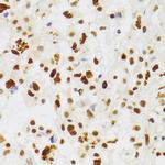 NASP Antibody in Immunohistochemistry (Paraffin) (IHC (P))