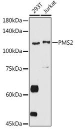 PMS2 Antibody in Western Blot (WB)