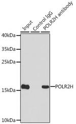 POLR2H Antibody in Immunoprecipitation (IP)