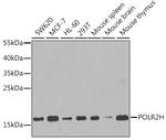 POLR2H Antibody in Western Blot (WB)