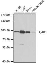 QARS Antibody in Western Blot (WB)