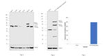 ASCT2 Antibody in Western Blot (WB)