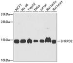 SNRPD2 Antibody in Western Blot (WB)