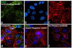 SOD3 Antibody in Immunocytochemistry (ICC/IF)