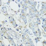 SOD3 Antibody in Immunohistochemistry (Paraffin) (IHC (P))