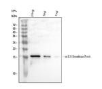 IL-10 Antibody in Western Blot (WB)