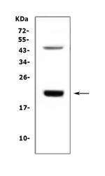 Growth Hormone Antibody in Western Blot (WB)