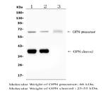 Osteopontin Antibody in Western Blot (WB)